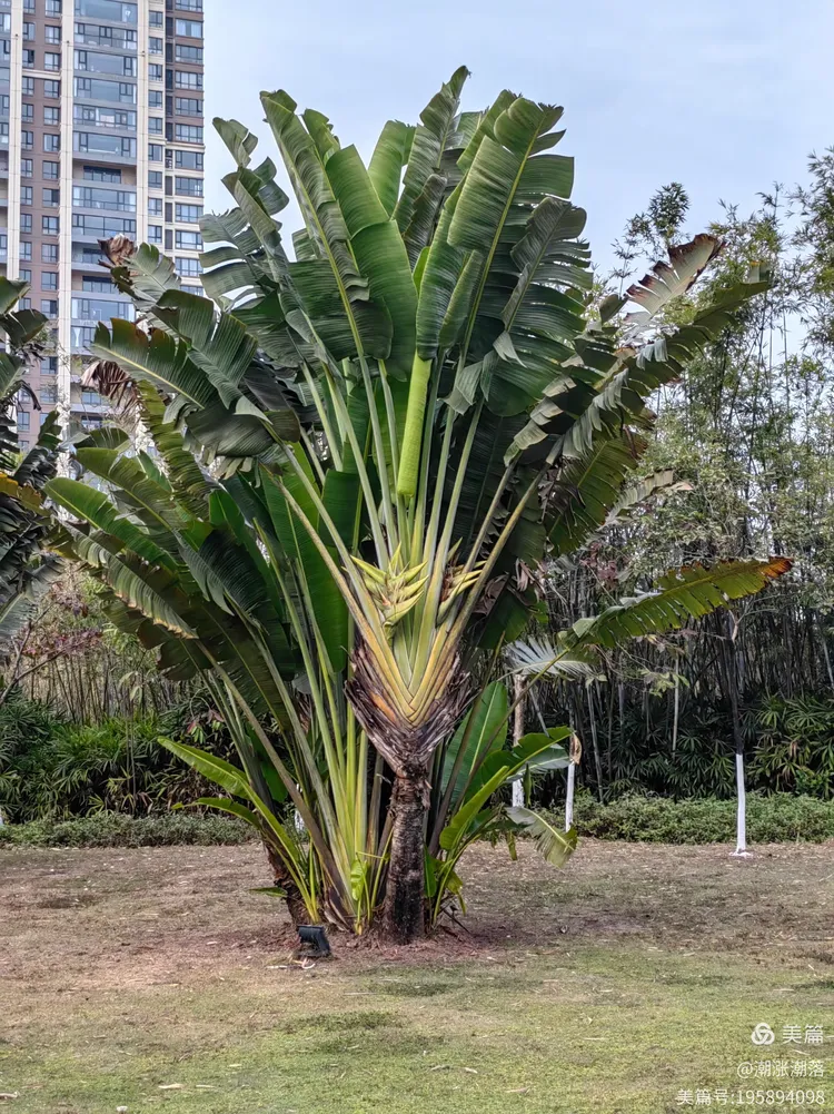 美丽的旅人蕉